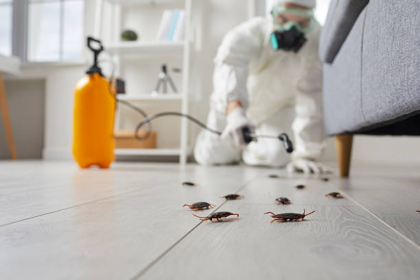 Commercial Kitchen Cockroach Control in St. Peter